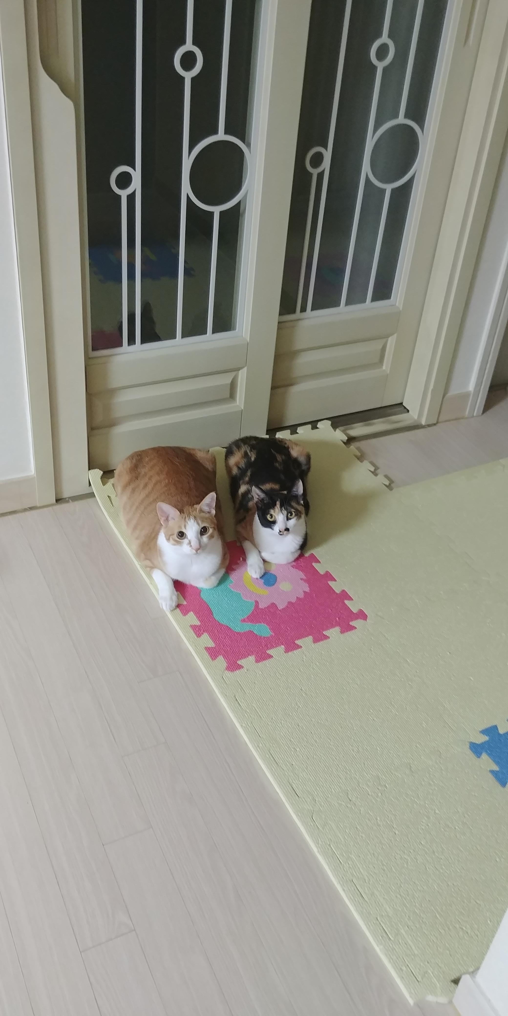 우리집 달달한 고양이 커플. 다다는 호야바라기.