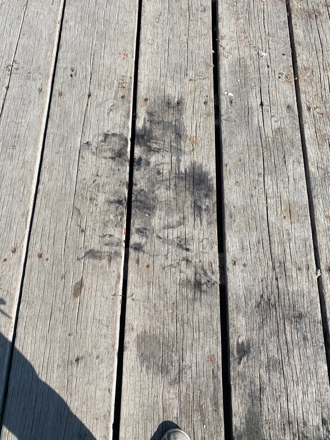 사량도 갑오징어 포인트 나무 먹물자국