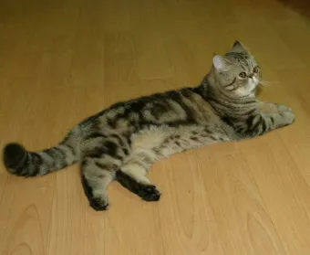 고양이 합사 방법 실패 스트레스 서열_9