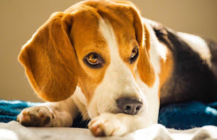 개가 자신의 발을 핥거나 씹는 것은 왜