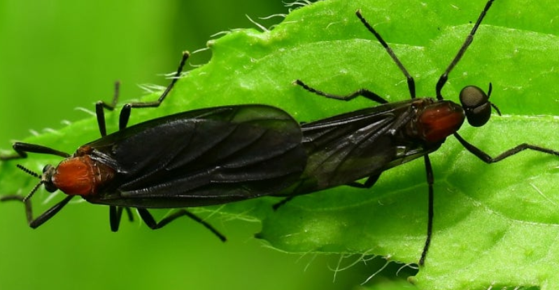 러브버그-퇴치-방법-관련-사진
