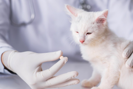 약을 먹을 것 같은 새끼 고양이.