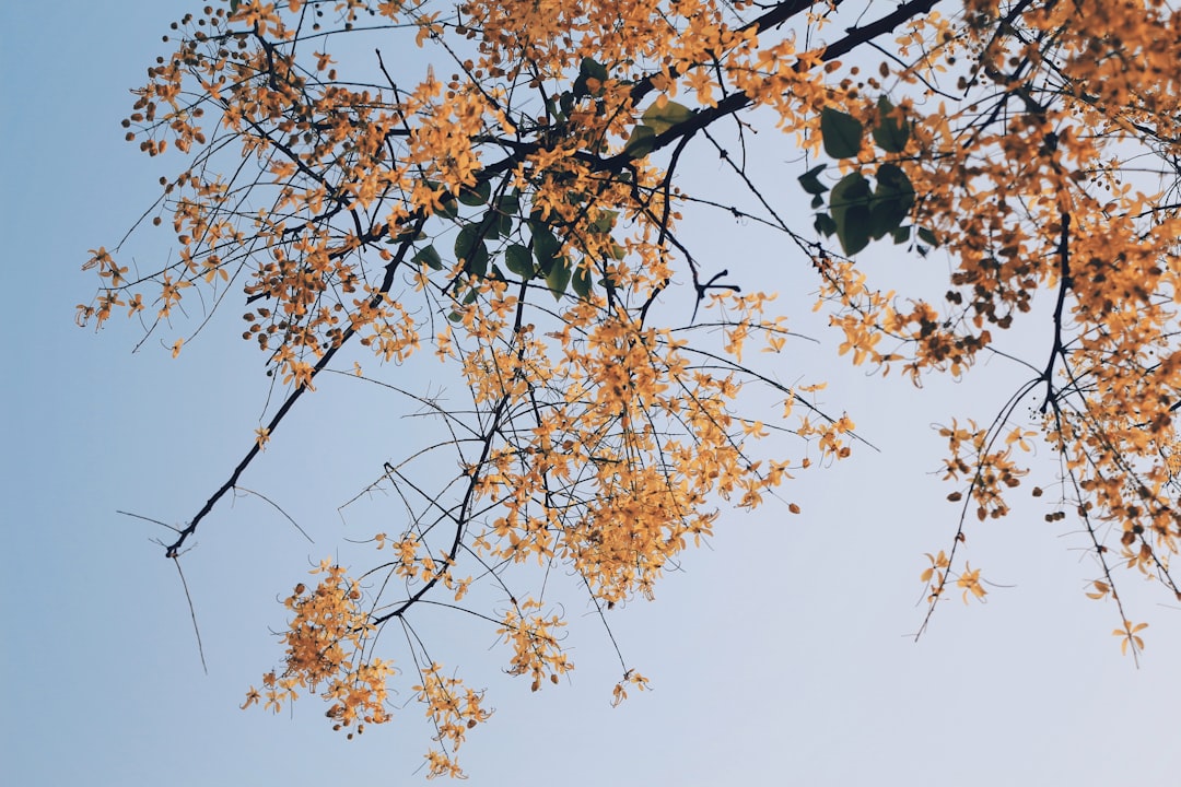 Season