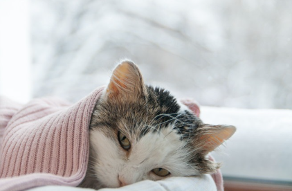 수건을 쓴 늙은 고양이.