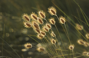 밀양시 기본형 공익직불금 신청자격과 지급일(농업보조금 대상)