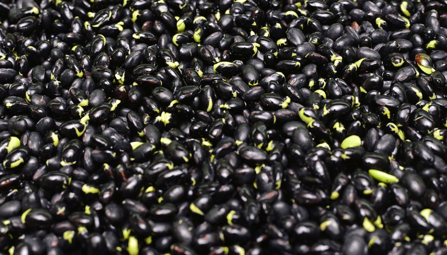 윗배가 나오는 이유에서 윗배 빼는 법에 도움이 되는 검은 콩