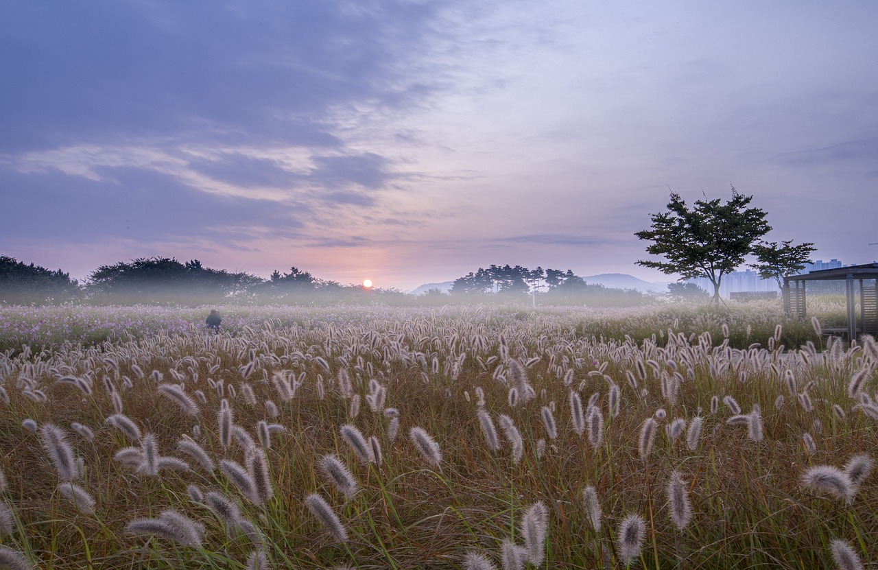 진안홍삼축제