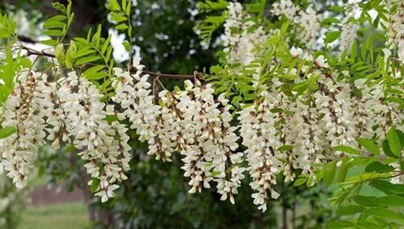 봄이 제철인 아카시아꽃 효능과 활용법