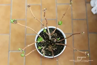 수국 삽목시기와 꺾꽂이 방법 재배 시기 완전 정리_18