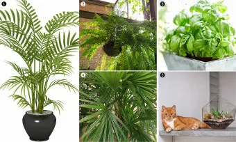 반려동물 안전 실내 식물선택 독성체크 배치높이 관리 간단 가이드_9