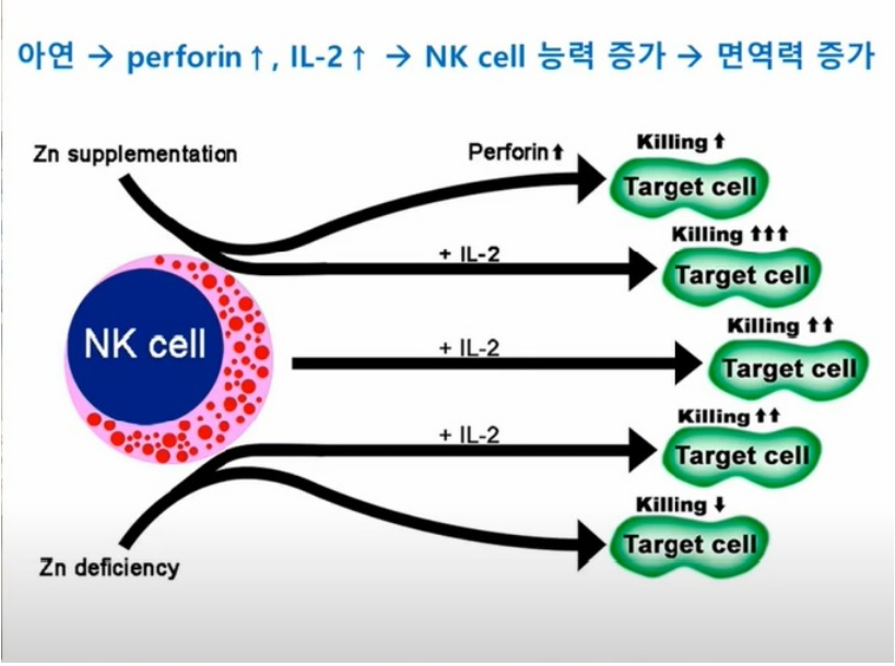 아연은 흉선에 의존하는 T세포 조정의 면역 반응에서 독특한 역활을 합니다 흉선 호르몬과 결합하여 생체활성 흉성 분자를 형성합니다