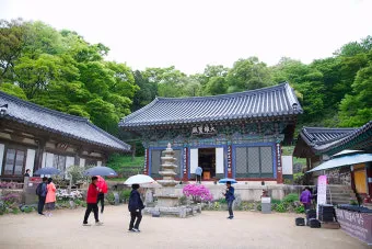 서산 개심사 청벚꽃 개화시기 명소_20
