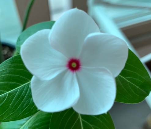 가을에 피는 꽃 종류 일일초