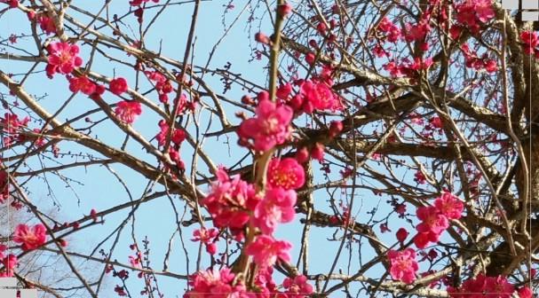 [구례 여행] 화엄사 홍매화 &ldquo;새벽 7시의 마법?&rdquo; 가장 예쁜 시간과 사진 명당 정리 (2026 봄여행)