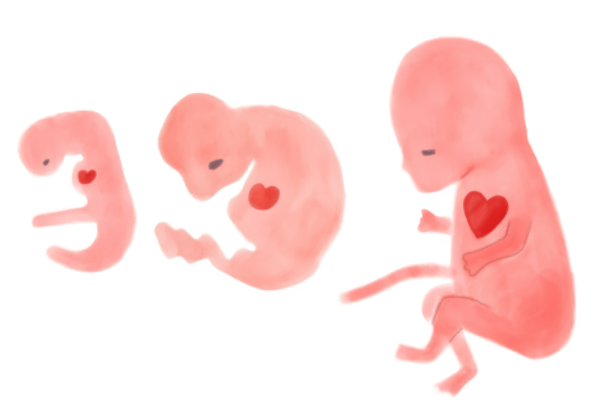 태아 성장 과정