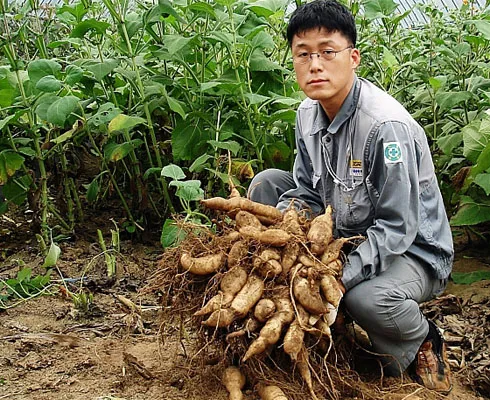 야콘 재배 덩이 비대 관리 토양 갈기 저장 요령_4