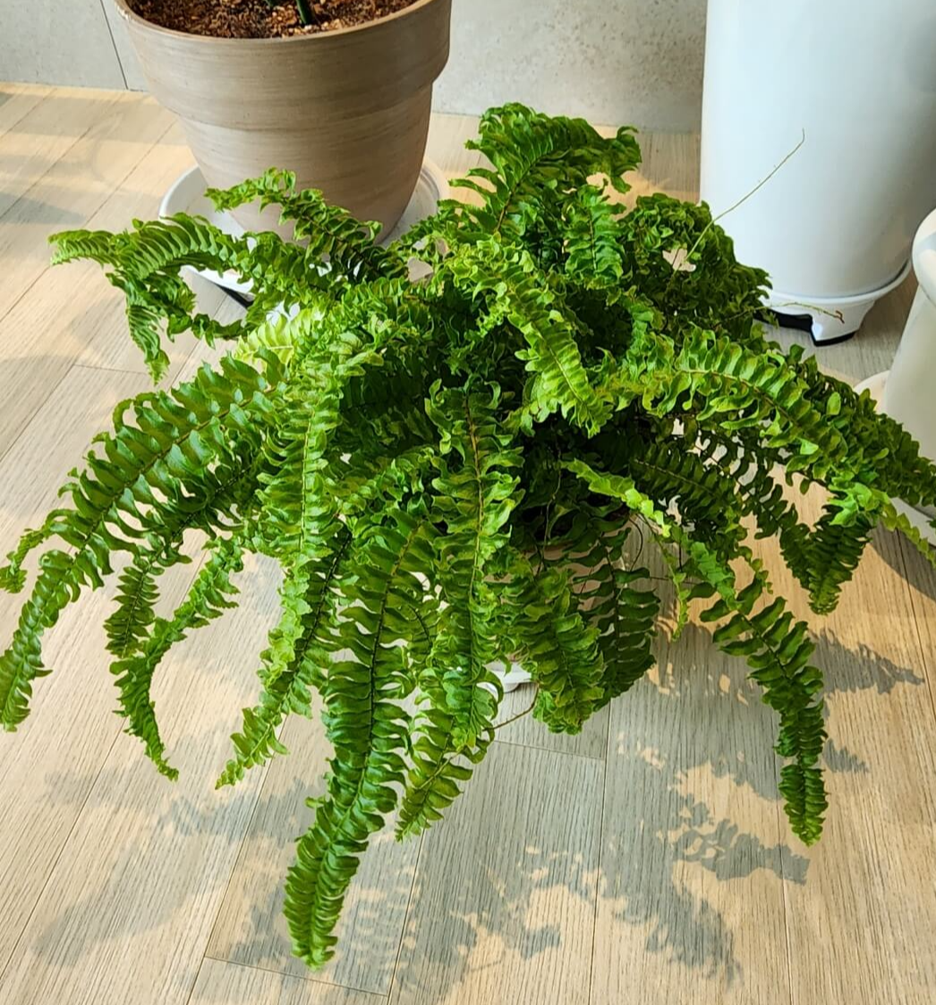 화분이 보이지 않을 정도로 풍성하게 자란 보스턴 고사리