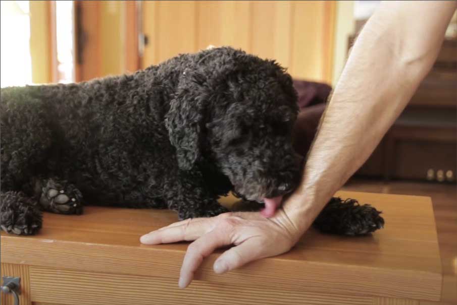 손을-핥는-강아지