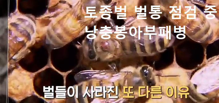낭충봉아부패병 징후를 확인하는 모습