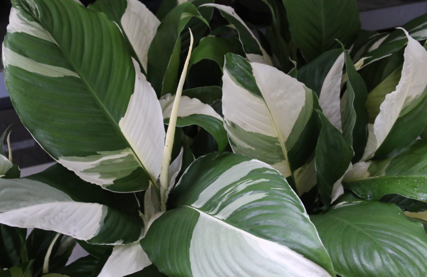 무늬 스파티필럼