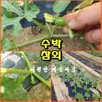 참외 순치기 순지르기 방법과 그림으로 쉽게 정리_19