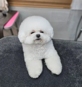 비숑 프리제 분양가격 종류 미니비숑 성격_17