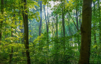 세로토닌 호르몬을 높이는 자연스러운 방법 3가지