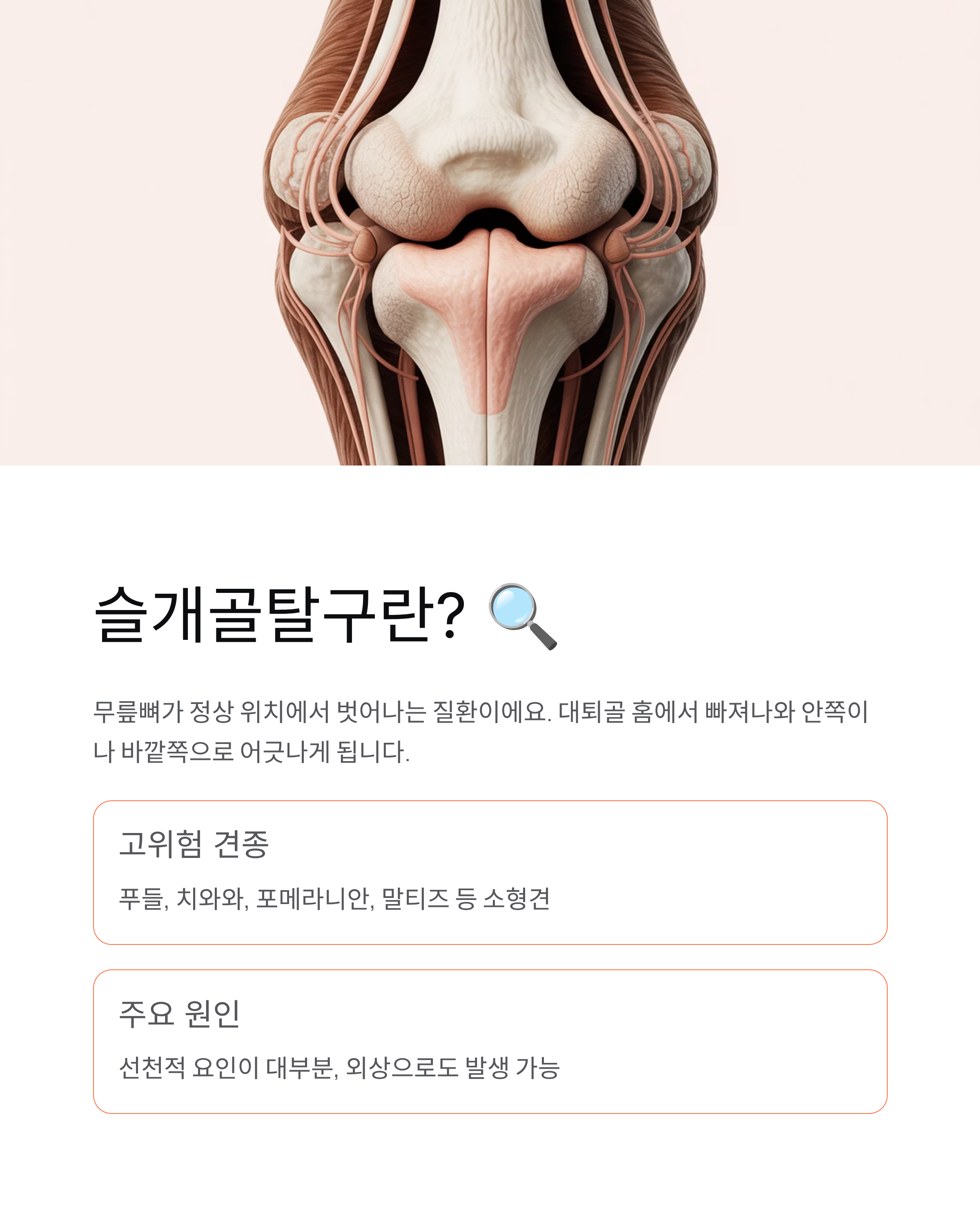 강아지 슬개골탈구 - 증상과 치료법, 우리 아이 다리 절뚝거린다면? 🐕