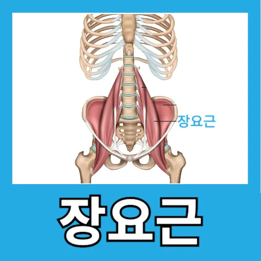 장요근 알아보기