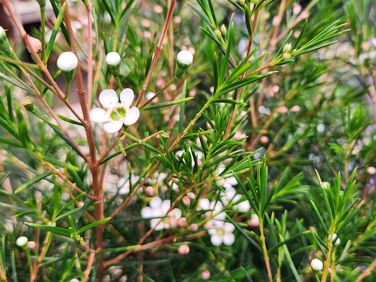 왁스플라워(솔매화)