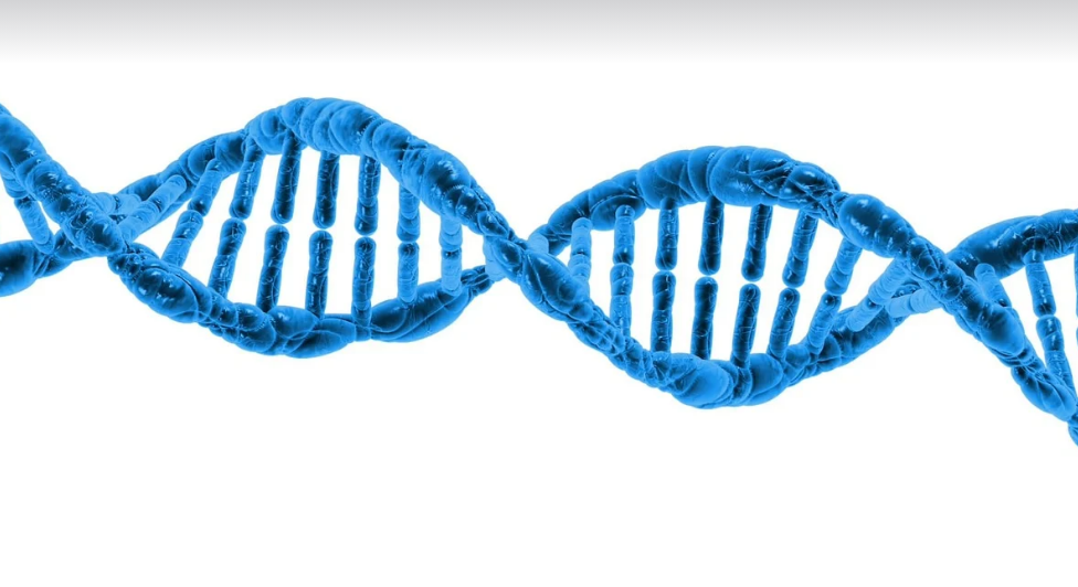 단백질의 진화: 인간과 동물에서 단백질이 어떻게 변화했나?