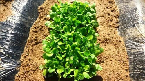 가을배추-김장배추-모종-심는시기-배추-재배시기