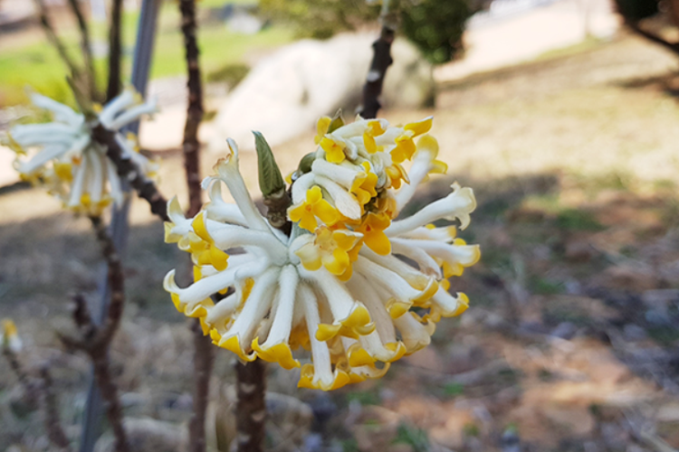 태안 안면도 수목원