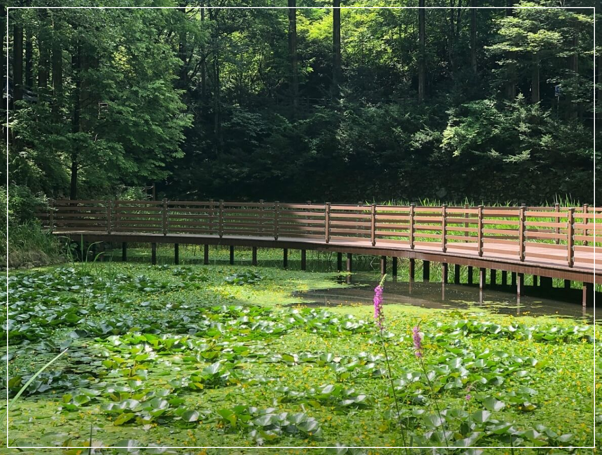 대전 가볼만한곳 베스트10 장태산 자연휴양림