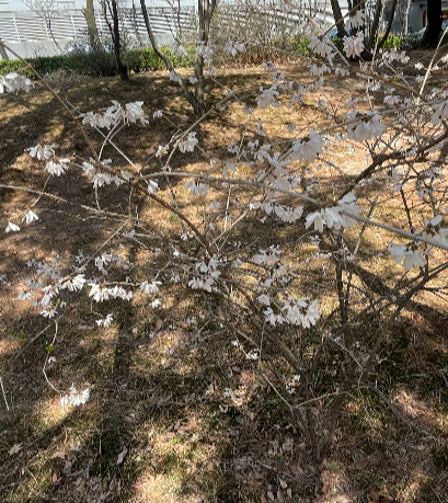 미선나무 수형2