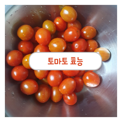 토마토 효능
