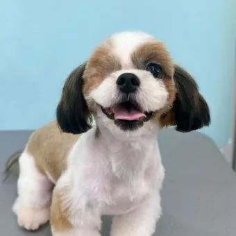 시츄 분양 가격 성격 장단점_3