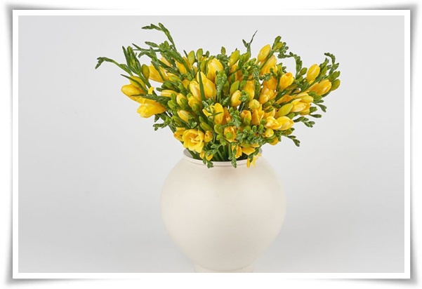 "프리지아" 봄을 알리는 황금빛 향기, 그 매력과 재배의 모든 것!