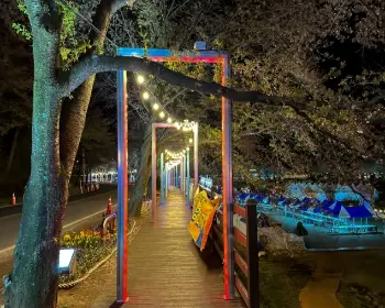 대청호 벚꽃축제_15