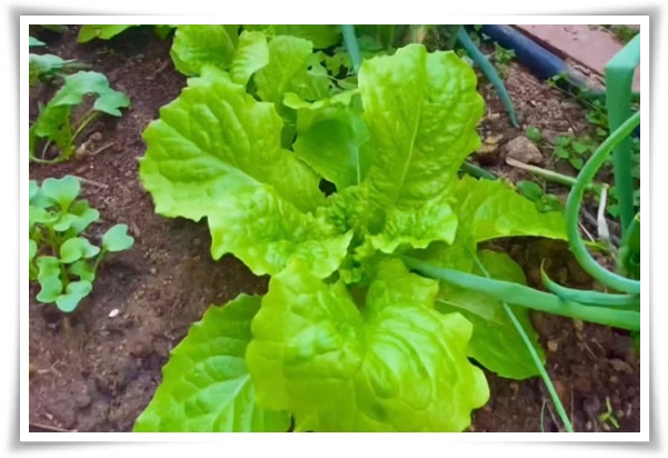 텃밭 &quot;상추 키우기&quot; 초보자도 쉽게 키우는 신선한 쌈 채소 재배의 모든 것!