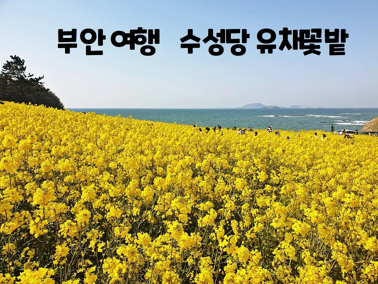 부안 수성당 유채꽃 히든스팟 개화시기_7