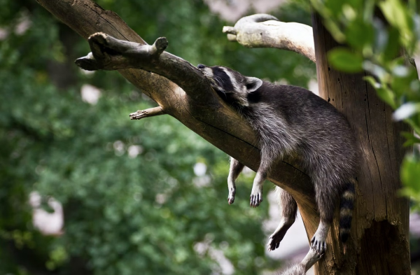 원격 재택근무 환경에서 수면의 질을 높이는 방법 - 아침에 일찍 일어나는 방법