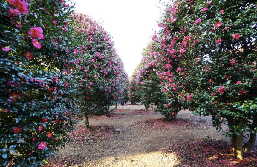 제주도-위미리-동백-수목원