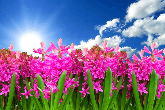 봄에 분홍색 꽃들이 한가득 피어있고 파란 하늘엔 밝은 햇살이 비춘다.