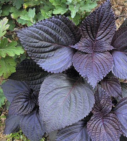 차조기잎의 모습