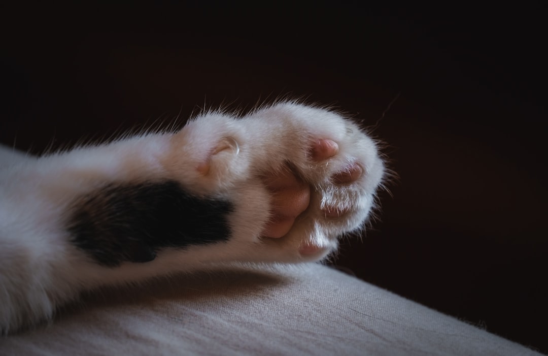 Paw