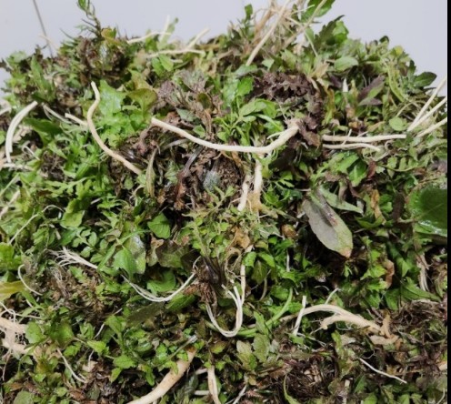 지방간예방, 간에 좋은 음식 간을 회복시켜주고 해독시켜주는 음식들