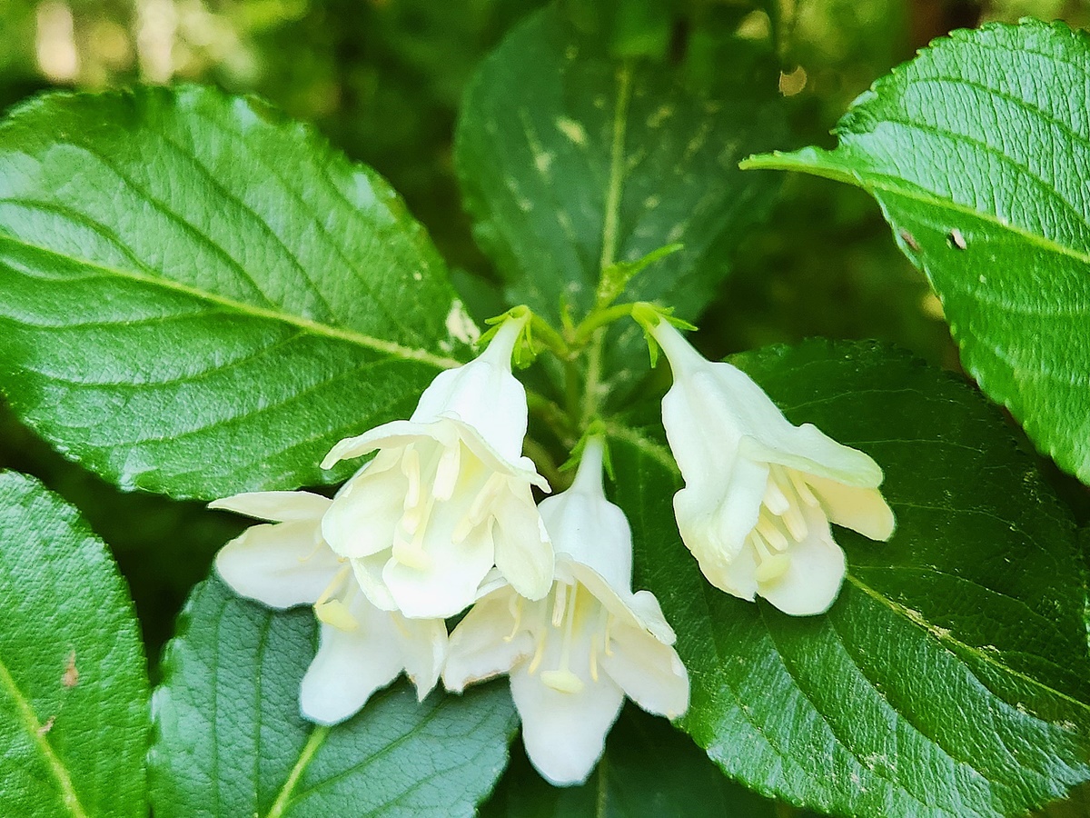 일본삼색병꽃나무