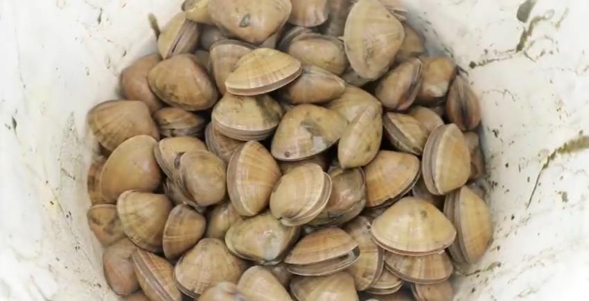 6시내고향 서천 노랑조개