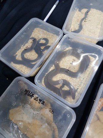 코리아렙타일쇼